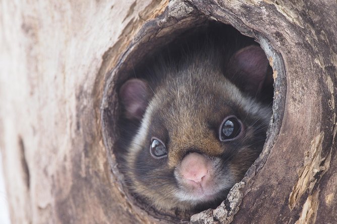 Wild Japanese Flying Squirrel Watching Tour in Nagano - One quiet hour in the Karuizawa Hoshino Area