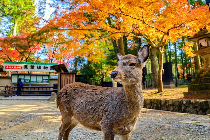 World Heritage Kyoto & Nara Uji Authentic Matcha Experience - Starting early at Kyoto Station